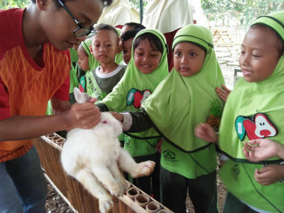 Belajar kepeternakan kelinci