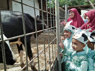 Belajar ke Peternakan Sapi